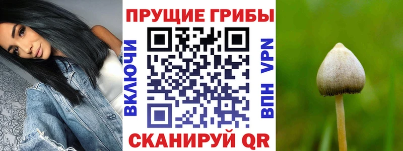 закладки  Катав-Ивановск  Псилоцибиновые грибы Psilocybe 